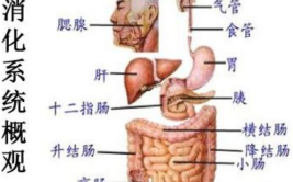 消化系统疾病,病因、症状、诊断与治疗概览