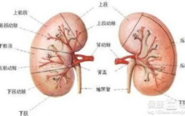 肾炎严重吗,肾炎严重程度概述