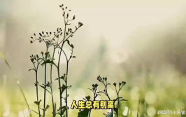 人生语录,启迪智慧，指引前行