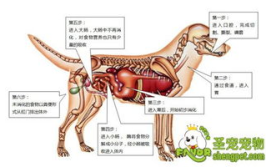 食物的消化过程图,从口腔到肛门的食物分解与吸收全解析