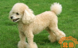 贵宾犬怎么养,从幼犬到成犬的全面指南